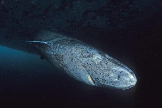 Testele nucleare din Războiul Rece au rezolvat misterul vârstei acestui rechin arctic