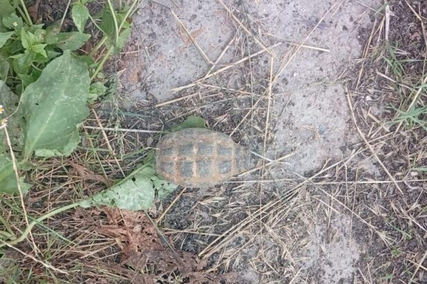 Grenadă din Al Doilea Război Mondial, descoperită într-o instalaţie de procesare a sfeclei de zahăr din Roman