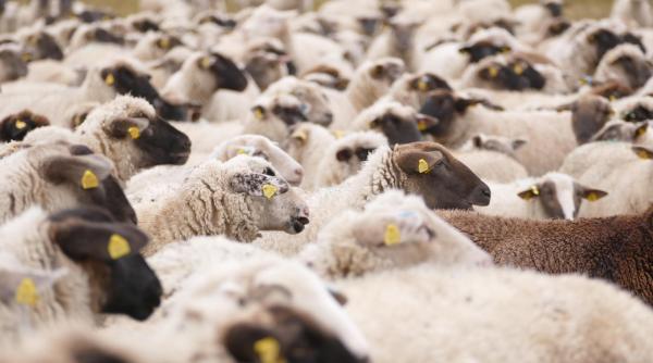 Spania ne-a învins în războiul oilor: Cele trei erori care au dus la blocarea exporturilor din România