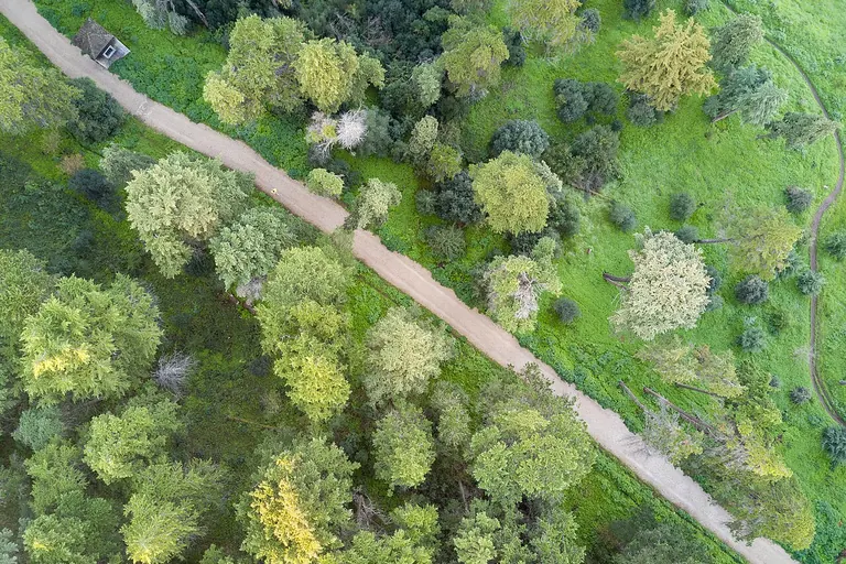 Pădure văzută de sus